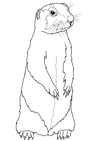 Prairie Dog Coloring Page